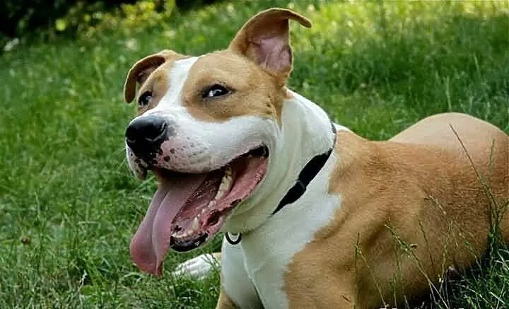 Przepiękny amstaff szuka nowego domu