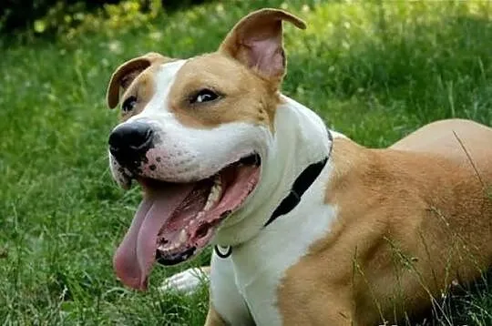 Przepiękny amstaff szuka nowego domu