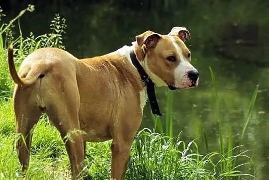 Przepiękny amstaff szuka nowego domu