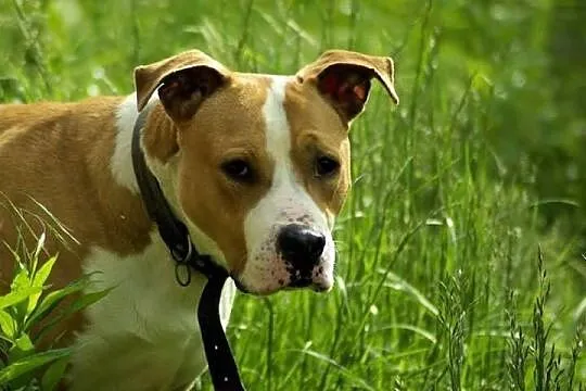 Przepiękny amstaff szuka nowego domu