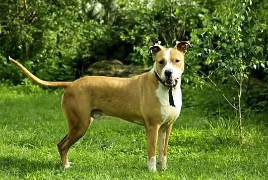 Przepiękny amstaff szuka nowego domu