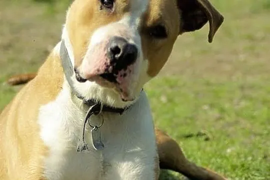 Przepiękny amstaff szuka nowego domu