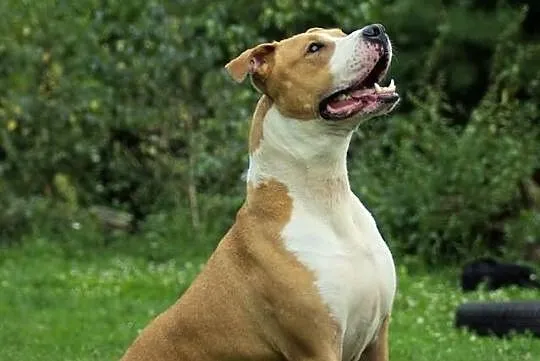Przepiękny amstaff szuka nowego domu