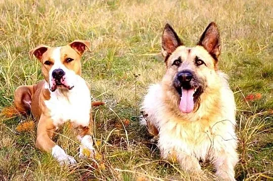 Przepiękny amstaff szuka nowego domu