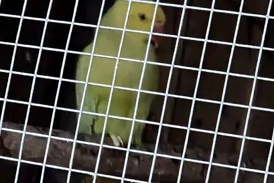 Kaczki karolinki.para aleksandreta samica paw kogut, Wielkopolskie, Leszno