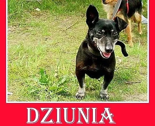 Starsza suczka jamnik mix,przyjazna,towarzyska DZI