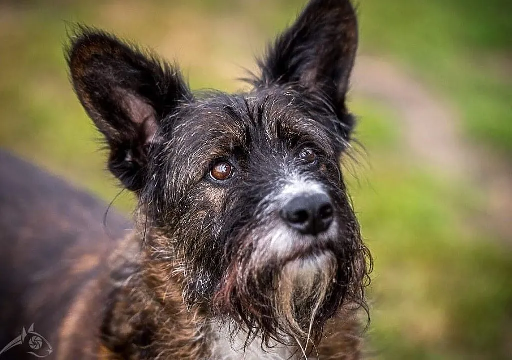 Komu pieska dziś brakuje, niechaj Londi adoptuje!, Małopolskie, Kraków