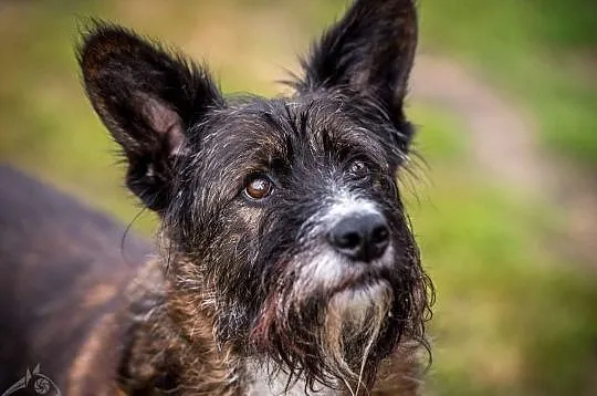 Komu pieska dziś brakuje, niechaj Londi adoptuje!, Małopolskie, Kraków