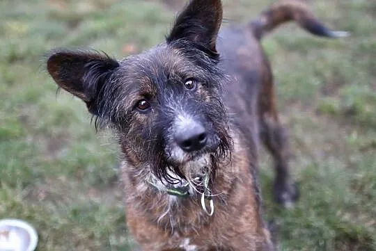 Komu pieska dziś brakuje, niechaj Londi adoptuje!, Małopolskie, Kraków