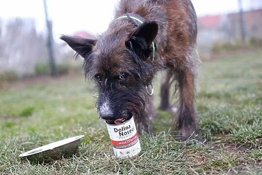 Komu pieska dziś brakuje, niechaj Londi adoptuje!, Małopolskie, Kraków