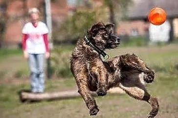 Komu pieska dziś brakuje, niechaj Londi adoptuje!, Małopolskie, Kraków