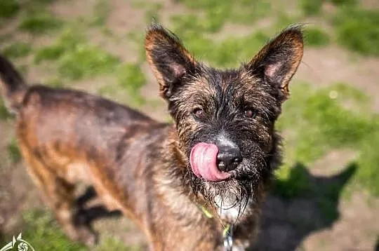 Komu pieska dziś brakuje, niechaj Londi adoptuje!, Małopolskie, Kraków