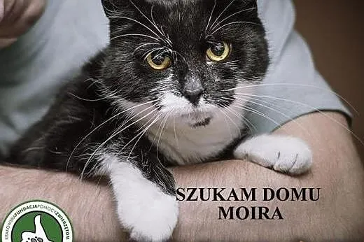 Moira. fundacja Stawiamy Na Łapy,  małopolskie Kra