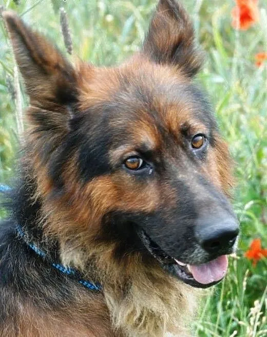 Opal piękny owczarek niemiecki długowłosy ADOPCJA,