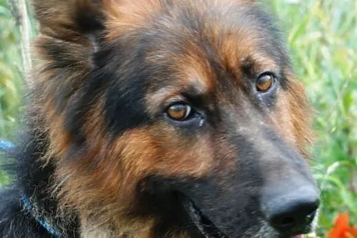 Opal piękny owczarek niemiecki długowłosy ADOPCJA,