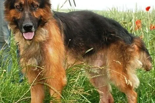 Opal piękny owczarek niemiecki długowłosy ADOPCJA,