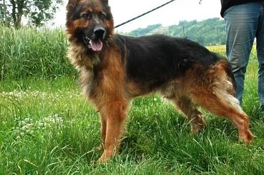 Opal piękny owczarek niemiecki długowłosy ADOPCJA,