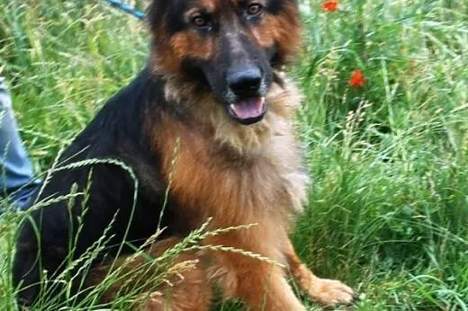 Opal piękny owczarek niemiecki długowłosy ADOPCJA,