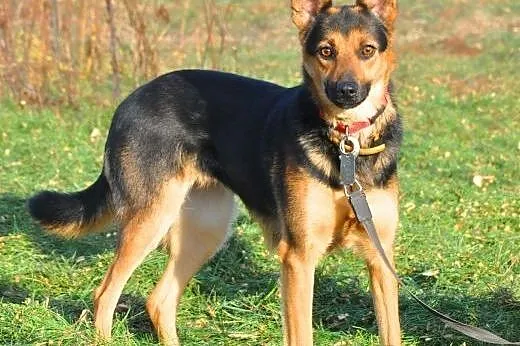 LEJLA - śliczna, kochana owczarkowata sunia szuka 