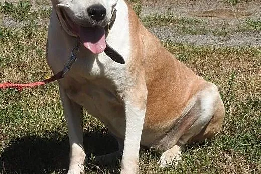 Gaja- 4 letnia sunia amstaff do adopcji,  zachodni