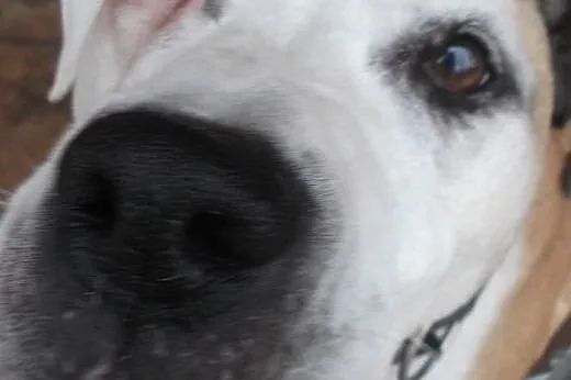 Gaja- 4 letnia sunia amstaff do adopcji,  zachodni