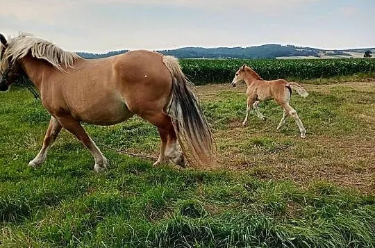 Klacz zimnokrwista  źrebica, Dolnośląskie, Ząbkowice Śląskie