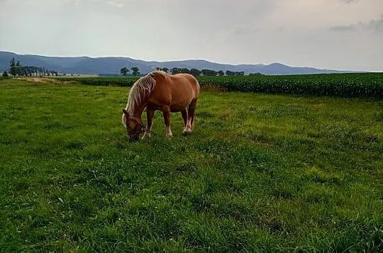 Klacz zimnokrwista  źrebica, Dolnośląskie, Ząbkowice Śląskie
