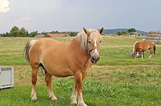 Klacz zimnokrwista  źrebica, Dolnośląskie, Ząbkowice Śląskie