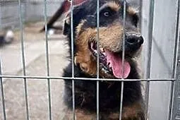 Pankracy - kochany psiak, porzucony przez człowiek