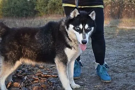 Irys młody energiczny husky szuka kochającego domu