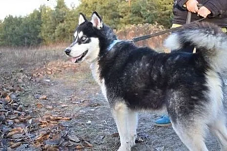 Irys młody energiczny husky szuka kochającego domu