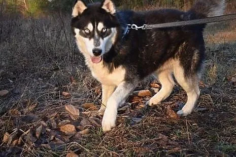 Irys młody energiczny husky szuka kochającego domu
