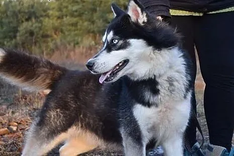 Irys młody energiczny husky szuka kochającego domu