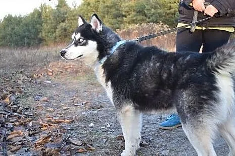 Irys młody energiczny husky szuka kochającego domu