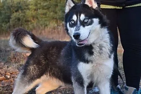 Irys młody energiczny husky szuka kochającego domu