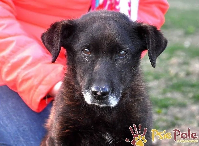 PLUMKO-niewidomy staruszek, niewielki spokojny piesek prosi o dom, adopcja, Małopolskie, Kraków