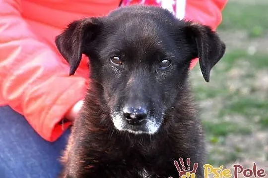 PLUMKO-niewidomy staruszek, niewielki spokojny piesek prosi o dom, adopcja, Małopolskie, Kraków