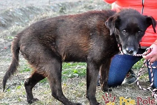 PLUMKO-niewidomy staruszek, niewielki spokojny piesek prosi o dom, adopcja, Małopolskie, Kraków