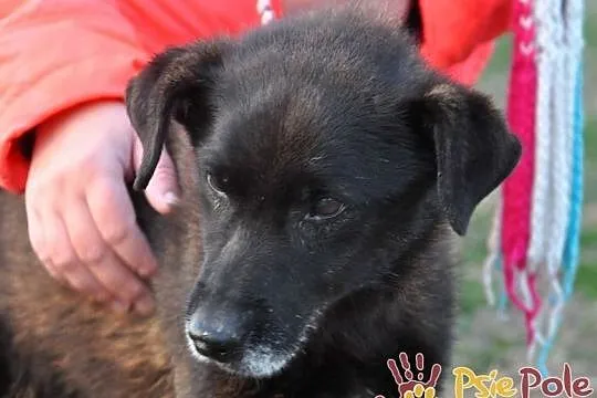 PLUMKO-niewidomy staruszek, niewielki spokojny piesek prosi o dom, adopcja, Małopolskie, Kraków