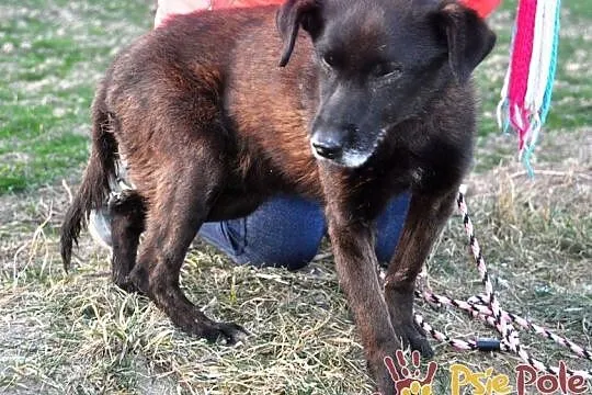 PLUMKO-niewidomy staruszek, niewielki spokojny piesek prosi o dom, adopcja, Małopolskie, Kraków