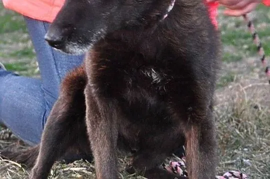 PLUMKO-niewidomy staruszek, niewielki spokojny piesek prosi o dom, adopcja, Małopolskie, Kraków