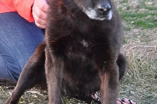 PLUMKO-niewidomy staruszek, niewielki spokojny piesek prosi o dom, adopcja, Małopolskie, Kraków