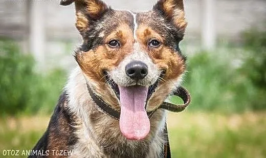 OTOZ Animals - Lexus - cudowny psiak, przyjaciel i