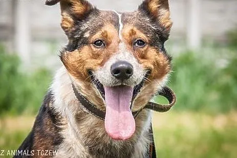 OTOZ Animals - Lexus - cudowny psiak, przyjaciel i