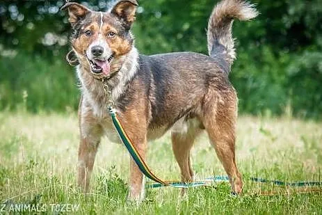 OTOZ Animals - Lexus - cudowny psiak, przyjaciel i