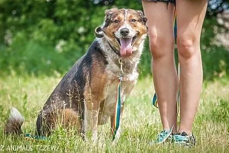 OTOZ Animals - Lexus - cudowny psiak, przyjaciel i
