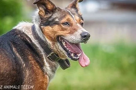 OTOZ Animals - Lexus - cudowny psiak, przyjaciel i