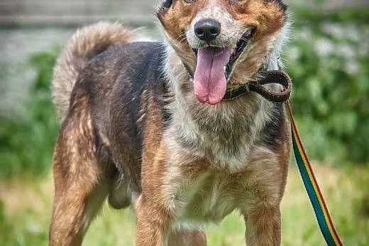OTOZ Animals - Lexus - cudowny psiak, przyjaciel i