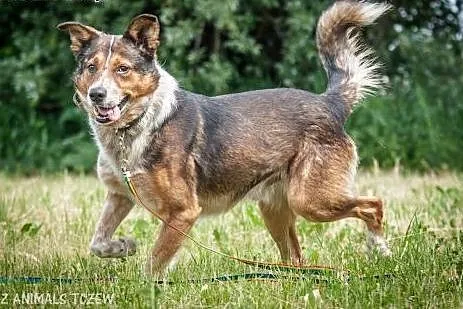 OTOZ Animals - Lexus - cudowny psiak, przyjaciel i
