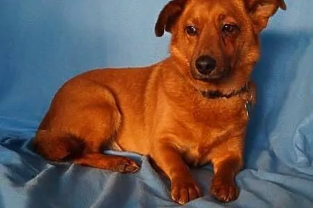 RUDEK - cudowny, mały 8 kg psiak do adopcji,  mazowieckie Warszawa